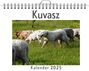 Sophia Weber: Kuvasz, KAL