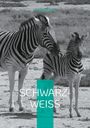Jo Walsdorff: Schwarz-Weiß, Buch