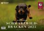 : Schwarzwildbracken 2025, KAL