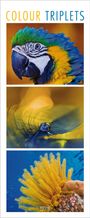 "COLOUR TRIPLETS" oben. Oben Papageienkopf in leuchtenden Farben, Mitte Tropfen auf Feder, unten gelbe Seelilie im Wasser.