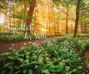 "Augenblicke der Stille 2024" in einem Wald, durchflutet von goldenem Sonnenlicht, gesäumt von blühenden Pflanzen.