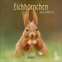 „Eichhörnchen Squirrels 2027“. Ein rotes Eichhörnchen schaut neugierig. Logo von Korsch Verlag.