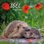 Text: "J.L. Klein & M.L. Hubert IGEL Hedgehogs 2027". Zwei Igel liegen dicht beieinander, umgeben von rotem Klatschmohn.