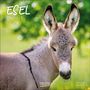 Text: ESEL, Donkeys, 2027. Ein Esel mit großen Ohren steht auf einer grünen Wiese im Sonnenlicht.