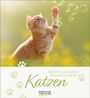 "GEBURTSTAGSKALENDER BIRTHDAY CALENDAR Katzen" mit spielendem Kätzchen, das bunte Blasen jagt, vor unscharfem Hintergrund.