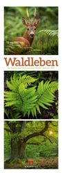 Ackermann Kunstverlag GmbH: Waldleben Triplet-Kalender 2027 | Spaziergang durch heimische Wälder, KAL