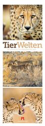 Ackermann Kunstverlag GmbH: Tierwelten Triplet-Kalender 2027 | Artenvielfalt & Lebensräume, KAL