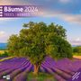 : Bäume Kalender 2024 - 30x30, KAL