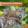 Ackermann Kunstverlag: Heimische Wildtiere Kalender 2025 - 30x30, KAL