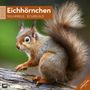 Ackermann Kunstverlag: Eichhörnchen Kalender 2025 - 30x30, KAL