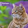 Ackermann Kunstverlag GmbH: Katzen Kalender 2026 - 30x30, KAL