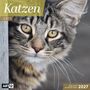 Ackermann Kunstverlag GmbH: Katzen Kalender 2027 - 30x30 - Art12, KAL