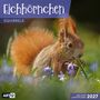 "Eichhörnchen", "SQUIRRELS", "ART12", "INKLUSIVE JAHRESPLANER 2027". Ein Eichhörnchen sitzt zwischen lila Blumen.