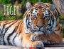 : Tiger Kalender 2025, KAL