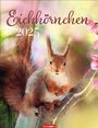 : Eichhörnchen Kalender 2025, KAL