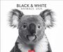 : Black & White Animals 2025, KAL