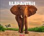 Text "ELEFANTEN ELEPHANTS 2027 WEINGARTEN". Ein Elefant steht auf einem sandigen Weg, umgeben von grüner Vegetation.