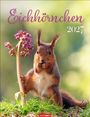 "Eichhörnchen 2027" - Ein rotes Eichhörnchen steht aufrecht im Gras, hält die Hände vor der Brust, neben ihm eine blühende Pflanze.
