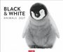 Text: "BLACK & WHITE ANIMALS 2027". Zu sehen ist ein Pinguinküken in Schwarzweiß. Unten steht "WEINGARTEN".