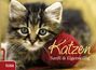: Katzen, Buch
