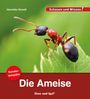 Veronika Straaß: Die Ameise / Sonderausgabe, Buch