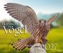 Text: „Heimische Vögel, Wochenkalender 2027, AULA“. Ein Falke breitet seine Flügel über einer grünen Wiese aus.