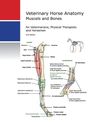 "Veterinary Horse Anatomy: Muskeln und Knochen, 2. Ausgabe, für Tierärzte und Reiter. Illustration eines Pferdebeins mit Beschriftungen."