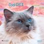 "Cool CATS 2027" in blauem Text. Nahaufnahme einer Katze mit blauen Augen und grauem Fell auf buntem Hintergrund.