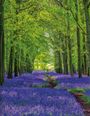Ein Waldweg mit üppigem grünen Blätterdach, gesäumt von violetten Blumen.