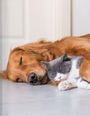 Ein Hund und eine Katze schlafen eng aneinander gekuschelt auf dem Boden.