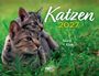 „Katzen 2027“ in großen Buchstaben, darunter „Nuri + Kira“. Zwei Katzen liegen im grünen Gras, eine umarmt die andere.