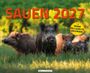 Text: "SAUEN 2027" und "mit MOND HELLIGKEITS KALENDER". Wilde Schweine stehen im Gras vor einem grünen Hintergrund.