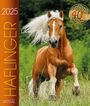 : Haflinger 2025, KAL