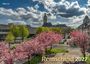 „Holger Klaes Remscheid 2027“. Blühende Kirschbäume vor einem großen Gebäude mit Turm, sonnig mit einigen Wolken.