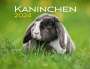 : Kaninchen Eintragkalender 2024, KAL