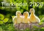 J. -L. Klein: Tierkinder auf dem Bauernhof Kalender 2026, KAL