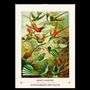 Ernst Haeckel: Kunstvolle Kolibris in lebendigen Farben und dynamischen Flugposen, umgeben von üppiger Vegetation.