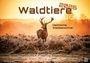 : Waldtiere - Heimische Waldbewohner - Der Tierkalender - 2026 - Kalender DIN A3, KAL