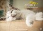"2027 Miau Unsere Stubentiger. Der Katzenkalender." Eine schlafende Katze ruht friedlich auf Holz.
