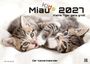 "Miau Kids 2027: Kleine Tiger ganz groß. Der Katzenkalender. Zwei spielende Kätzchen auf einer Decke."
