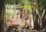 Waldtiere - Heimische Waldbewohner - Der Tierkalender - 2027 - Kalender DIN A3, KAL
