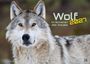 "Im Schatten des Waldes 2027" in grüner, gelber Schrift; Porträt eines Wolfs mit aufmerksamem Gesicht vor unscharfem Hintergrund.