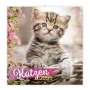 : Trötsch Broschürenkalender Katzen 2025, KAL