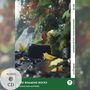 Carolyn Marsh: The Roaming Rocks - Englische Krimi-Lektüre A1-A2 (+ Audio-CD), Buch