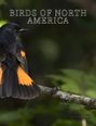 "BIRDS OF NORTH AMERICA" steht oben. Ein Vogel mit schwarzem Gefieder und orangefarbenen Federn sitzt auf einem Ast.