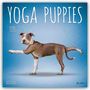 Browntrout Publishers: Yoga Puppies - Welpen Yoga 2026 - 16-Monatskalender, KAL