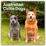 Browntrout Publishers: Australian Cattle Dogs 2026 - 16-Monatskalender, KAL