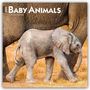 Browntrout Publishers: Baby Animals - Tierbabys - Tierkinder 2026 - 16-Monatskalender, KAL