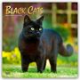 Browntrout Publishers: Black Cats - Schwarze Katzen 2026 - 16-Monatskalender, KAL
