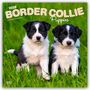Browntrout Publishers: Border Collie Puppies - Border Collie Welpen 2026 - 16-Monatskalender, KAL